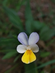 Viola tricolor tricolor