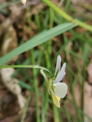 Viola tricolor tricolor