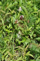 Ophrys fuciflora