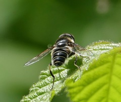 Eristalis saxorum