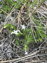 Phlox caespitosa