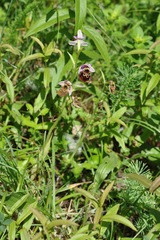 Ophrys fuciflora