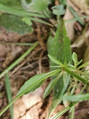 Viola tricolor tricolor
