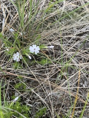 Phlox caespitosa