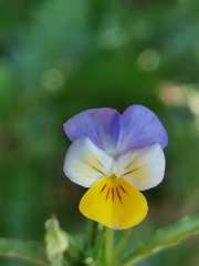 Viola tricolor tricolor
