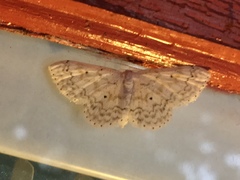 Idaea obfusaria