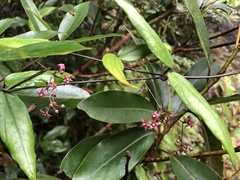 Vincetoxicum oshimae