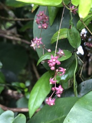 Vincetoxicum oshimae