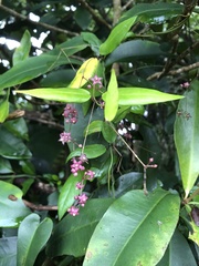 Vincetoxicum oshimae