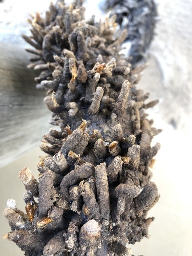 How to identify Ceratophaga vastellus (Zeller, 1852)