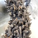 Ceratophaga vastellus - Photo (c) Caroline Voget,  זכויות יוצרים חלקיות (CC BY), הועלה על ידי Caroline Voget