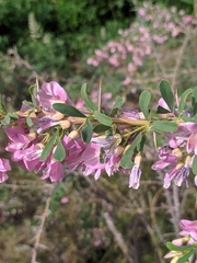 Halimodendron halodendron