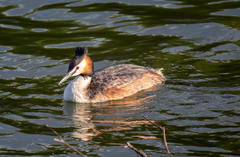 Podiceps cristatus