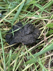 Vulpes vulpes crucigera