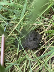 Vulpes vulpes crucigera