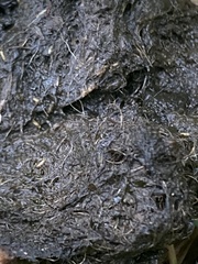 Vulpes vulpes crucigera