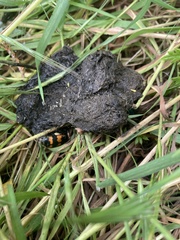 Vulpes vulpes crucigera