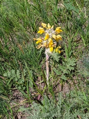 Phlomoides speciosa