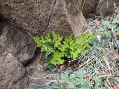 Asplenium cuneifolium