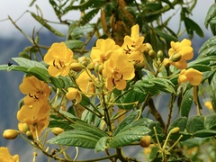 Senna spectabilis