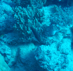 Cirrhilabrus punctatus