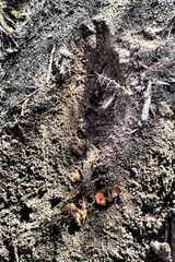 Hystrix africaeaustralis