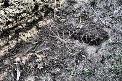 Hystrix africaeaustralis