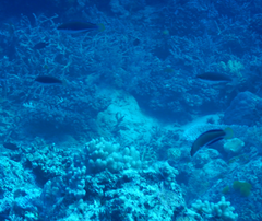 Cirrhilabrus punctatus