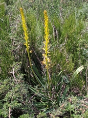 Eremurus fuscus