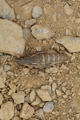 Eumigus