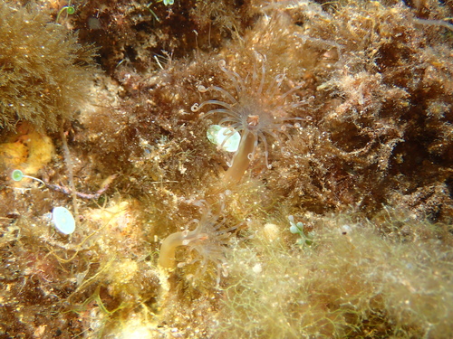 Arachnanthus oligopodus