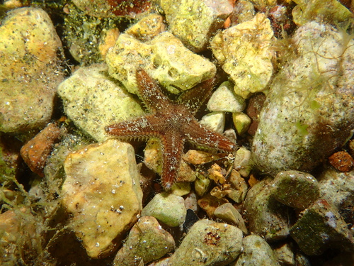 Astropecten spinulosus