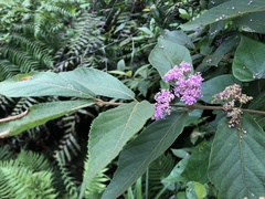 Callicarpa tikusikensis
