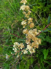 Spiraea lasiocarpa