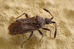 Strobilotoma typhaecornis