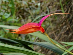 Masdevallia veitchiana