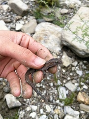 Cyrtodactylus tibetanus