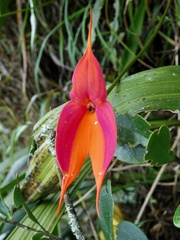 Masdevallia veitchiana