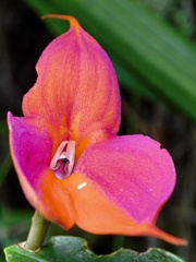 Masdevallia veitchiana
