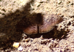 Ebrietas