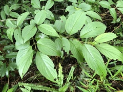 Rhamnus nakaharai
