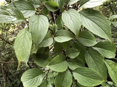 Rhamnus nakaharai