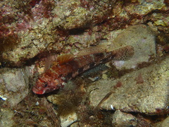 Gobius cruentatus