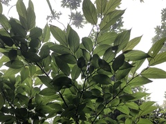 Rhamnus nakaharai