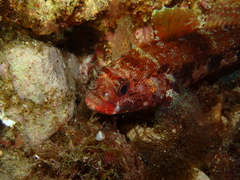 Gobius cruentatus