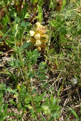 Orobanche lutea