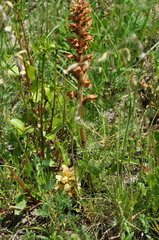 Orobanche lutea