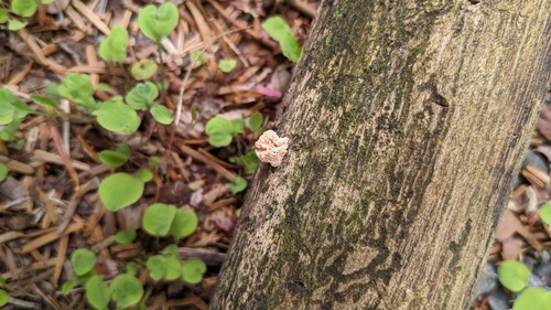 Xylaria flabelliformis