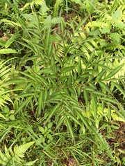 Amorphophallus kiusianus