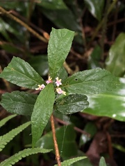Callicarpa randaiensis